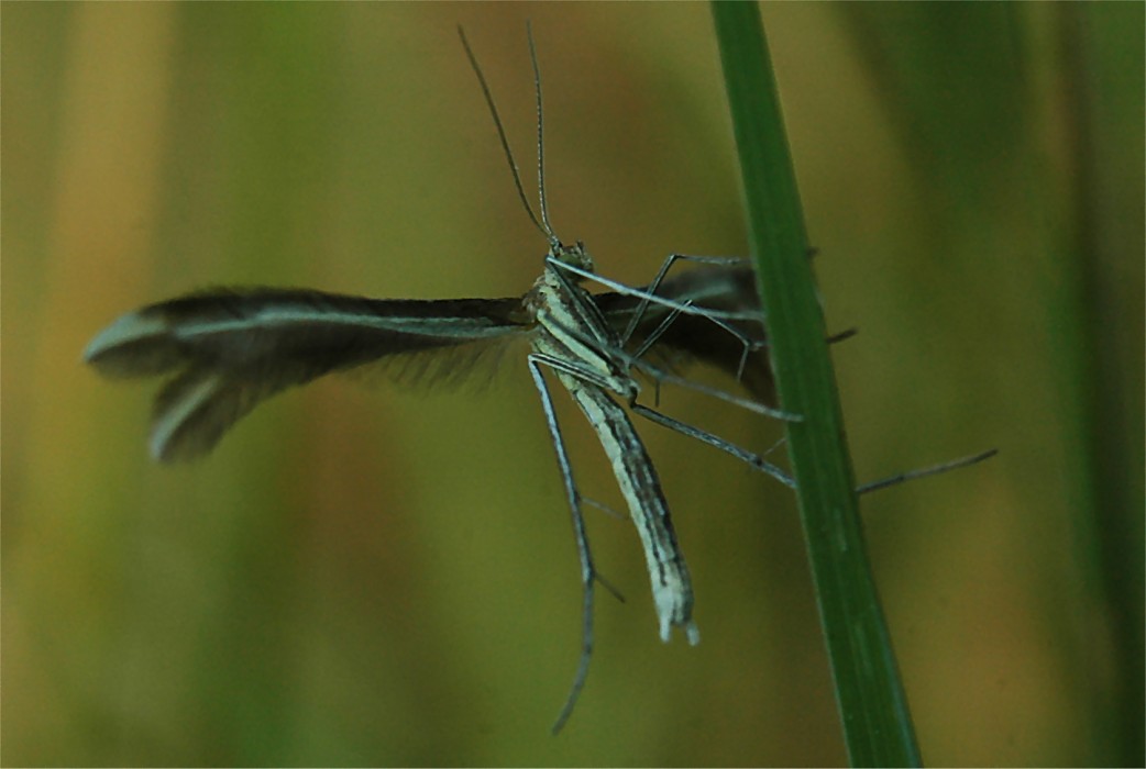 Polyommatus icarus